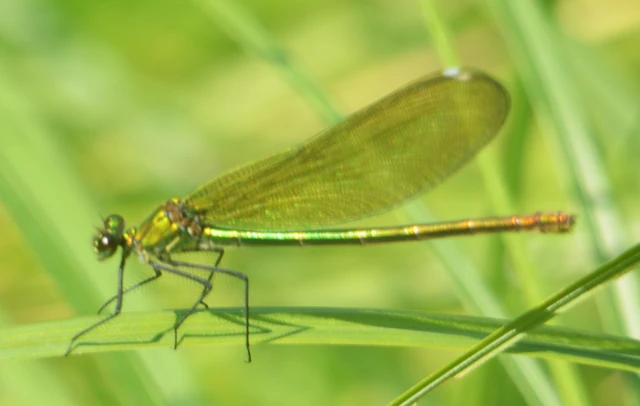 Calopteryx splendens - sávos szitakötő