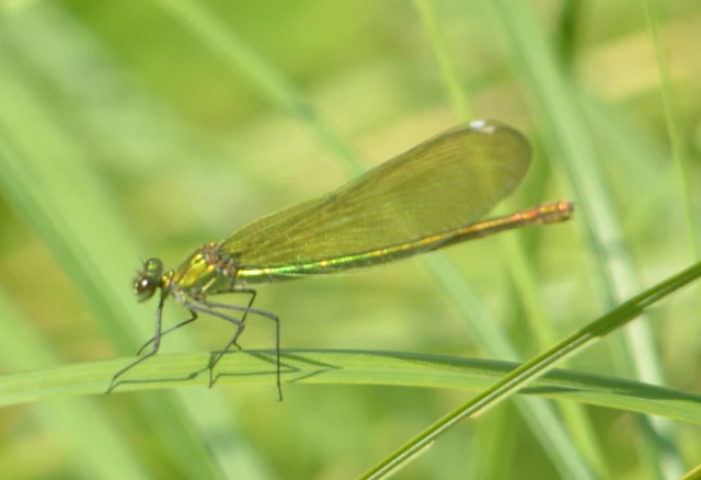 Calopteryx splendens - sávos szitakötő