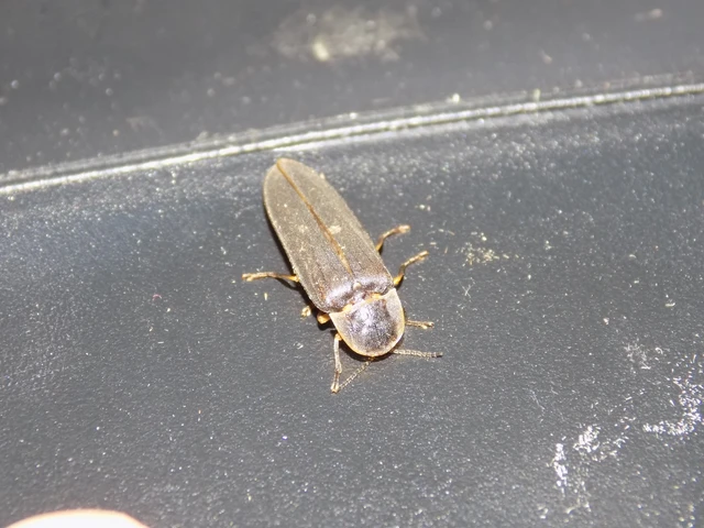 Lampyris noctiluca - nagy szentjánosbogár