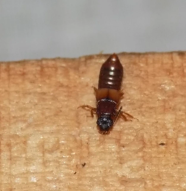 Anotylus rugosus - rovátkáshátú korhóholyva Anotylus rugosus - rovátkáshátú korhóholyva