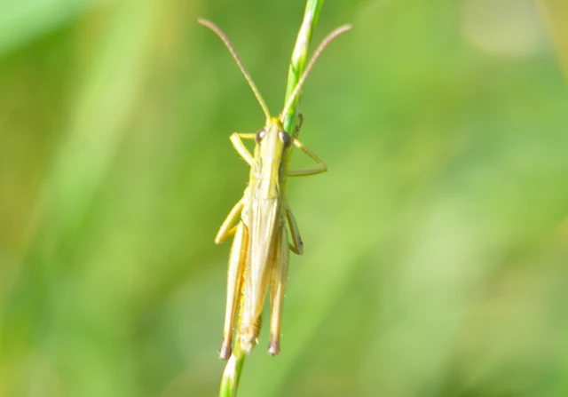 Pseudochorthippus parallelus - közönséges rétisáska