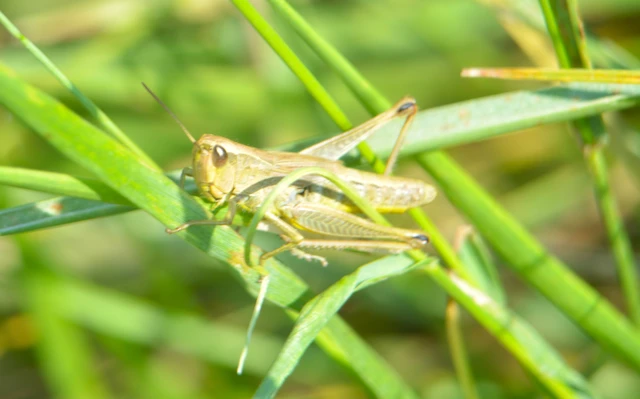 Pseudochorthippus parallelus - közönséges rétisáska