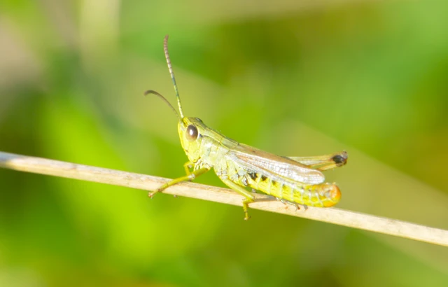 Pseudochorthippus parallelus - közönséges rétisáska