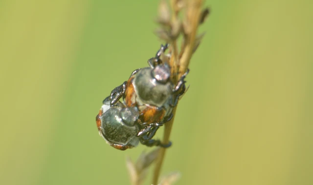 Anisoplia tempestiva - gabonaszipoly