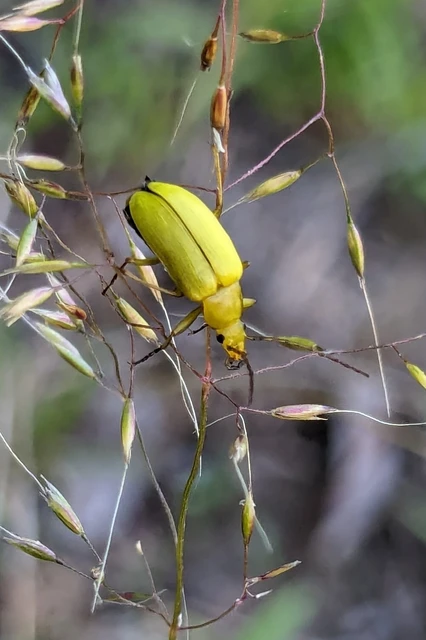 Cteniopus sulphureus - közönséges kénbogár