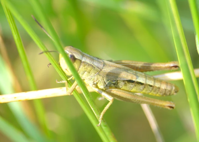 Pseudochorthippus parallelus - közönséges rétisáska