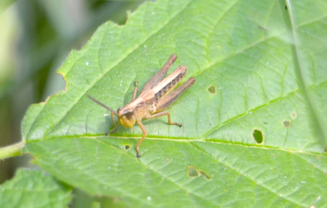 Pseudochorthippus parallelus - közönséges rétisáska