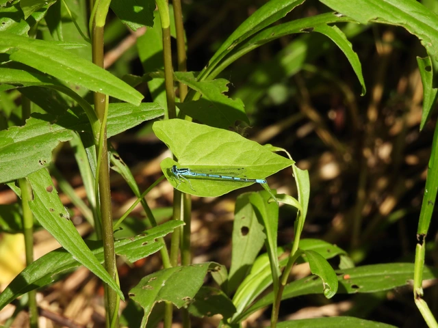 Coenagrion puella - azúrkék légivadász