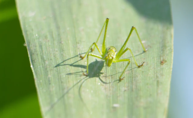 Leptophyes albovittata - közönséges virágszöcske