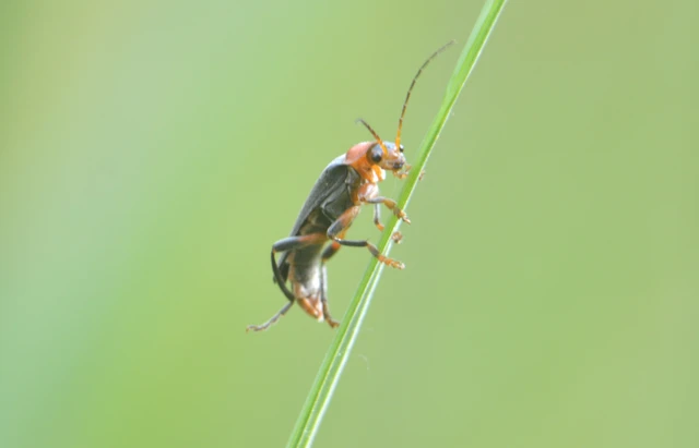 Cantharis livida - mezei lágybogár