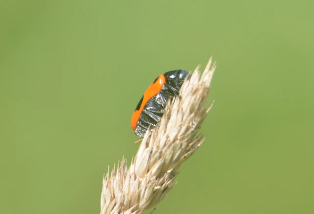 Clytra laeviuscula - fűzfa-zsákhordóbogár