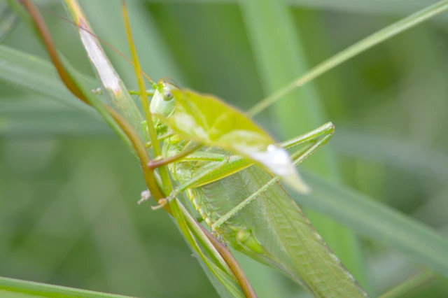Tettigonia viridissima - zöld lombszöcske
