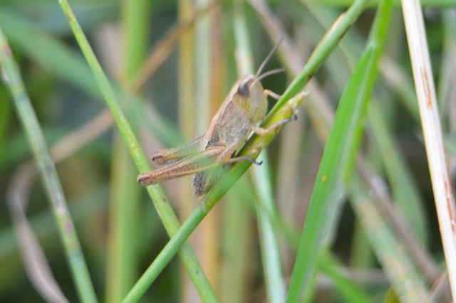 Pseudochorthippus parallelus - közönséges rétisáska
