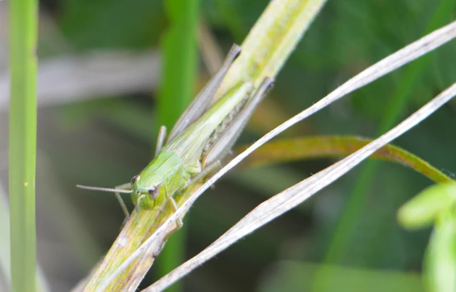 Pseudochorthippus parallelus - közönséges rétisáska