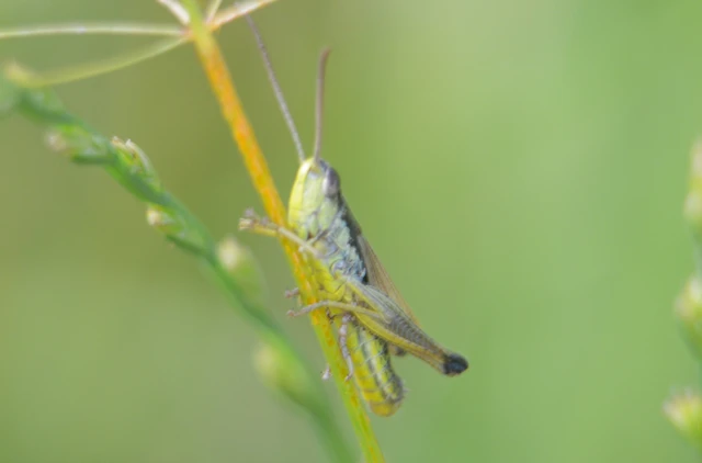 Pseudochorthippus parallelus - közönséges rétisáska
