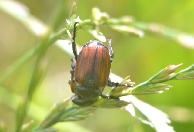 Anisoplia tempestiva - gabonaszipoly