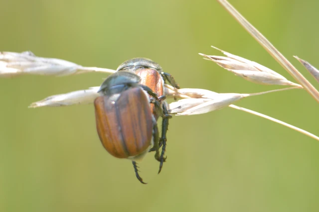 Anisoplia tempestiva - gabonaszipoly