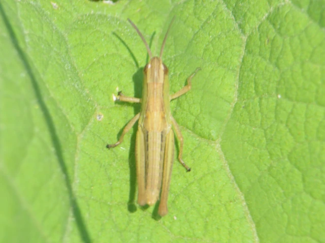 Pseudochorthippus parallelus - közönséges rétisáska