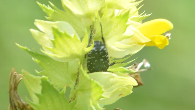 Oxythyrea funesta - sokpettyes virágbogár