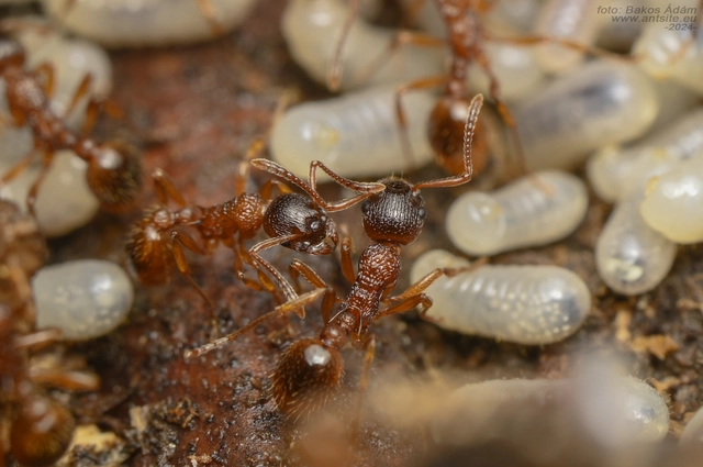 Myrmica ruginodis - erdei bütyköshangya