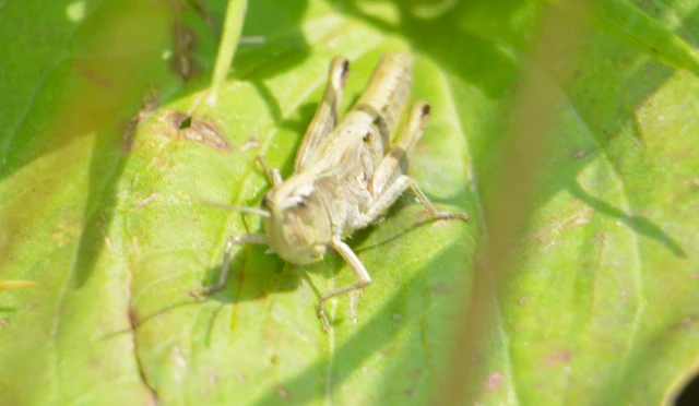 Pseudochorthippus parallelus - közönséges rétisáska