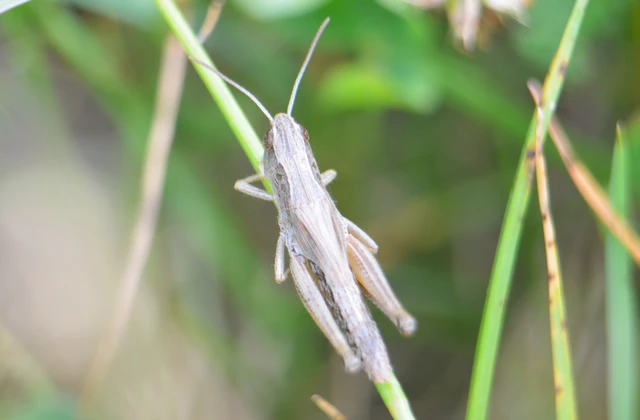 Pseudochorthippus parallelus - közönséges rétisáska