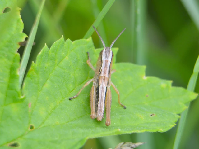 Pseudochorthippus parallelus - közönséges rétisáska