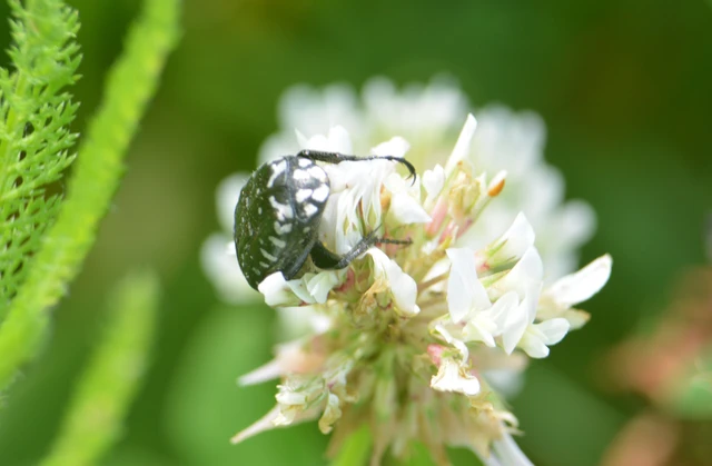 Oxythyrea funesta - sokpettyes virágbogár