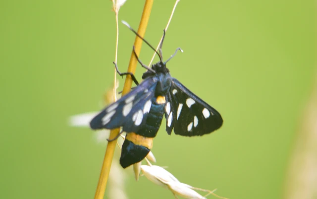 Amata phegea - fehérpettyes álcsüngőlepke
