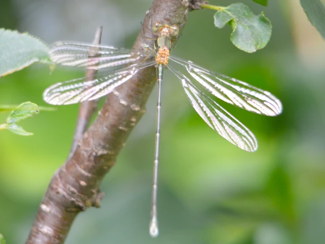 Chalcolestes viridis/parvidens
