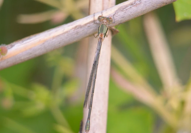 Chalcolestes viridis/parvidens
