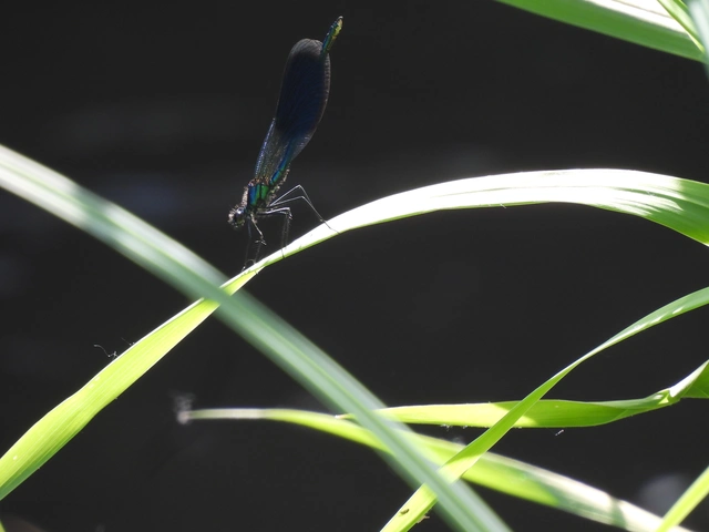 Calopteryx splendens - sávos szitakötő