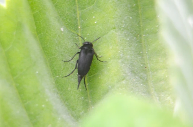 Mordellidae - marókafélék