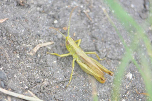 Pseudochorthippus parallelus - közönséges rétisáska