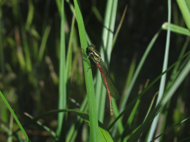 Pyrrhosoma nymphula interposita - vörös légivadász