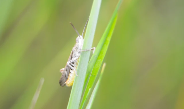 Chorthippus brunneus - közönséges tarlósáska