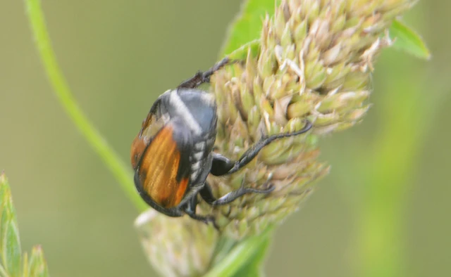 Anisoplia austriaca - osztrák szipoly