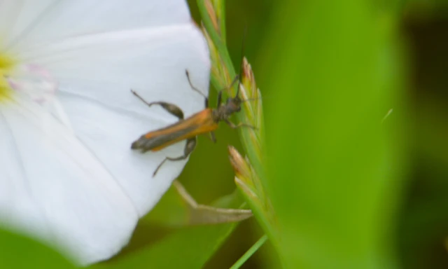 Oedemera femorata - sárgahátú álcincér