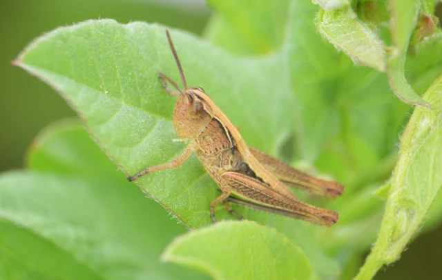 Pseudochorthippus parallelus - közönséges rétisáska