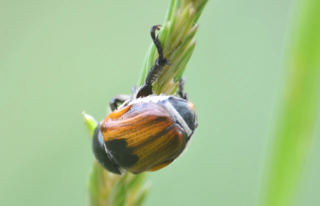 Anisoplia austriaca - osztrák szipoly
