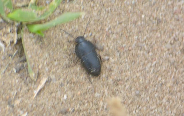 Crypticus quisquilius - fürge gyászbogár