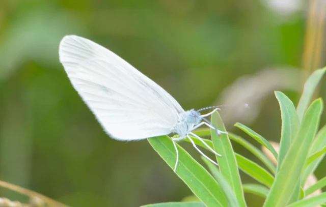Leptidea sinapis - mustárlepke