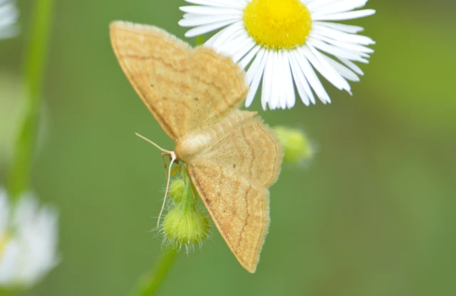 Idaea rufaria - vörhenyes sávosaraszoló