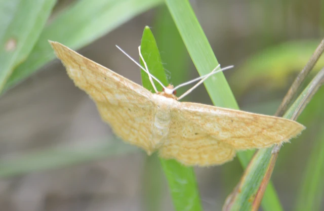 Idaea rufaria - vörhenyes sávosaraszoló