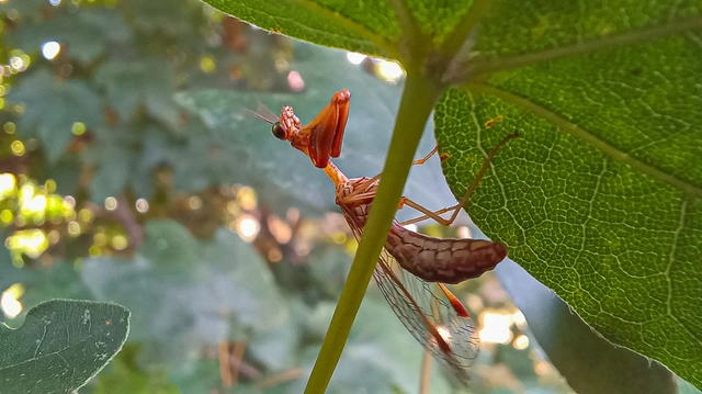 Mantispa styriaca - kétszínű fogólábú-fátyolka