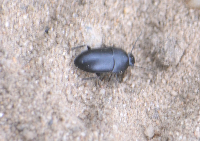 Crypticus quisquilius - fürge gyászbogár