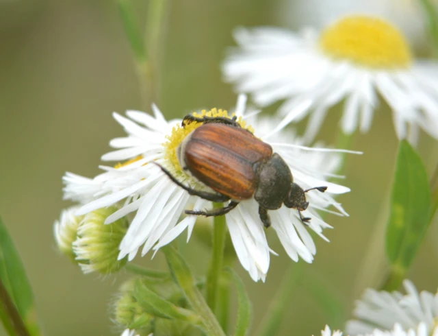Anisoplia tempestiva - gabonaszipoly