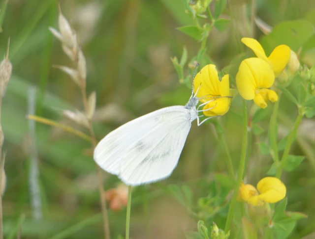 Leptidea sinapis - mustárlepke