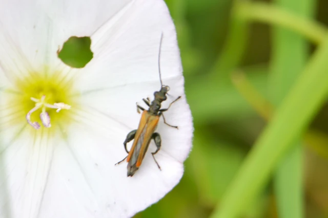Oedemera femorata - sárgahátú álcincér