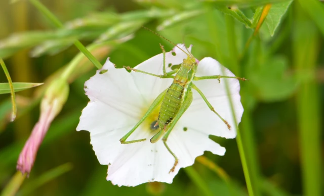 Leptophyes albovittata - közönséges virágszöcske